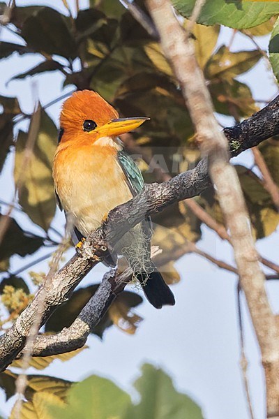 Mountain Kingfisher (Syma megarhyncha) Perched in a tree in Papua New Guinea stock-image by Agami/Dubi Shapiro,
