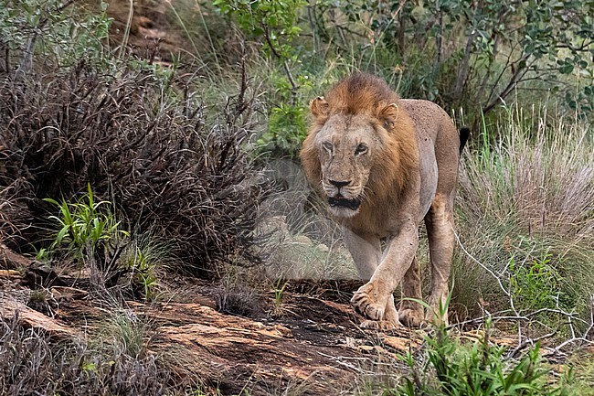 A lion, Panthera leo, walking down from a kopje known as Lion Rock in Lualenyi reserve. Voi, Tsavo National Park, Kenya. stock-image by Agami/Sergio Pitamitz,