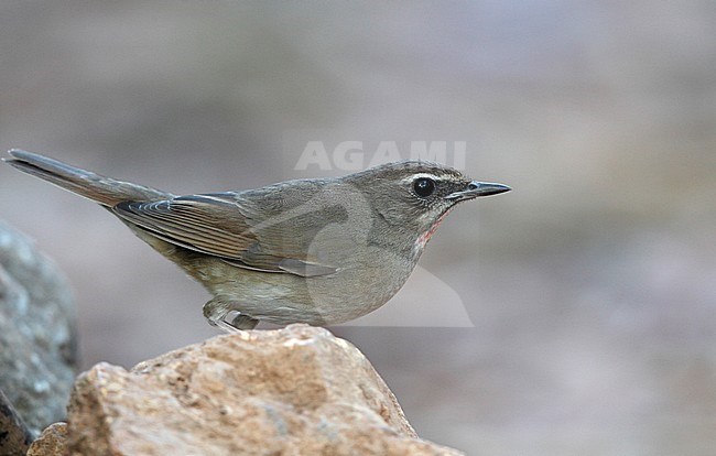 Siberian Rubythroat, Luscinia calliope, presumed 2ndW female at Doi Lang, Thailand stock-image by Agami/Helge Sorensen,