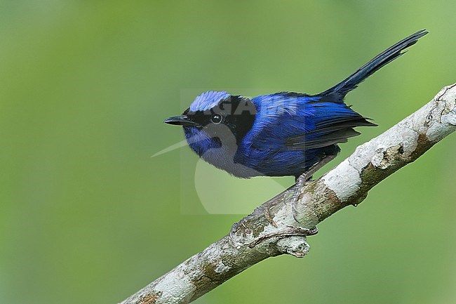 Stunning male Emperor Fairywren, Malurus cyanocephalus, in Papua New Guinea. stock-image by Agami/Glenn Bartley,