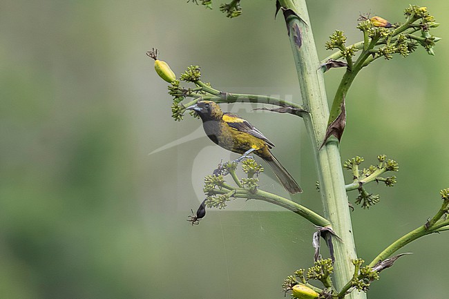 Immature male Cuban Oriole (Icterus melanopsis) in Cuba. stock-image by Agami/David Monticelli,