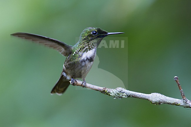 Gepluimde Koketkolibrie, Festive Coquette stock-image by Agami/Dubi Shapiro,