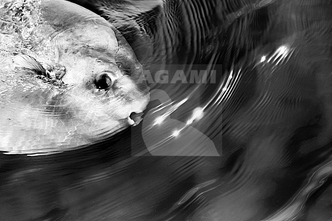 Ocean sunfish (Mola mola), appearing on the surface, seeming to produce brilliant reflections on the water, in Brittany, France. stock-image by Agami/Sylvain Reyt,