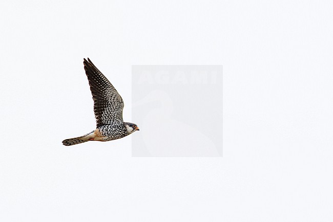 adult female Amur falcon (Falco amurensis) in flight, found in Dornod Aimag in Mongolia stock-image by Agami/Mathias Putze,