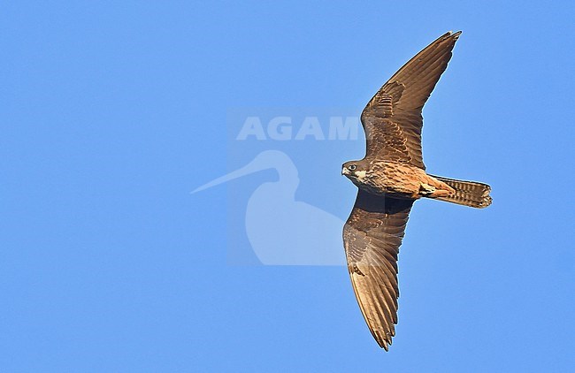 Falco eleonorae, Eleonora's Falcon stock-image by Agami/Eduard Sangster,