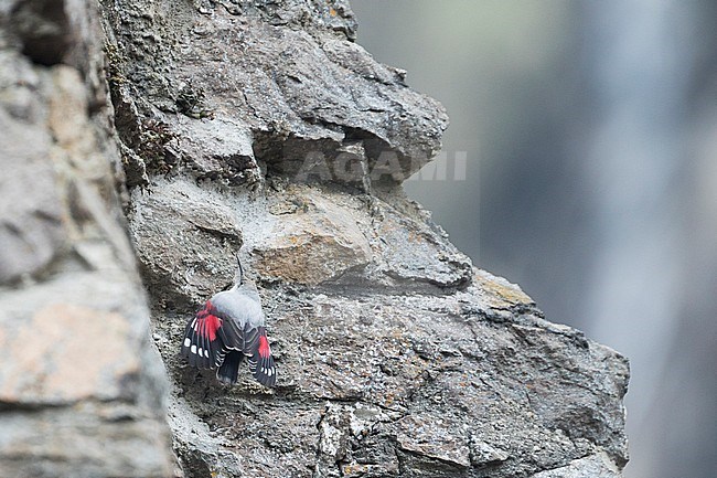 Wallcreeper - Mauerläufer - Tichodroma muraria, Germany, winter plumage stock-image by Agami/Ralph Martin,