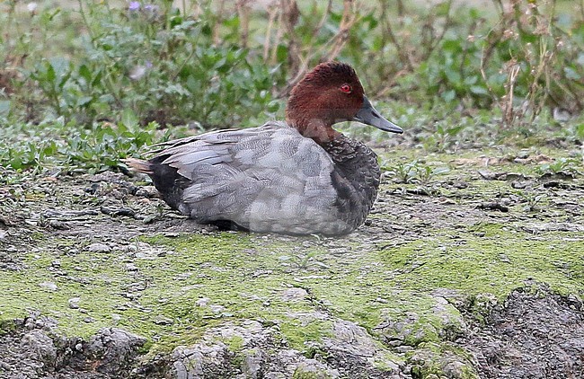 Common Pochard (Aythya ferina), first summer/second calendar year male sitting, seen from the side, showing tertials. stock-image by Agami/Fred Visscher,