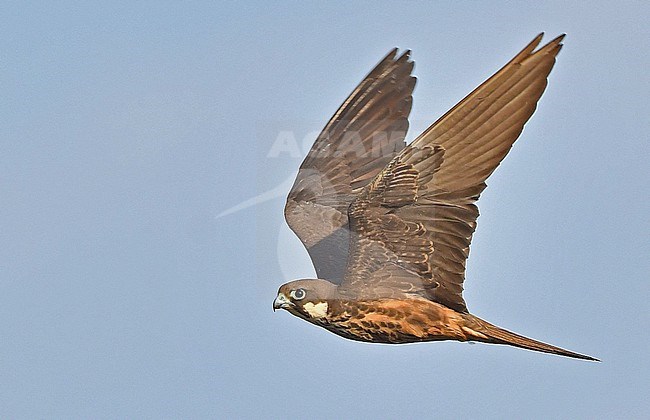Falco eleonorae, Eleonora's Falcon stock-image by Agami/Eduard Sangster,