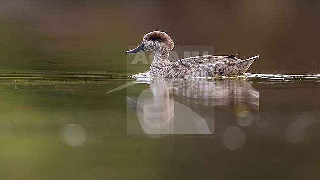 Adult Marbled Teal (Marmaronetta angustirostris) ecape bird swimming in small pool in Haaltert, East Flanders, Belgium. stock-image by Agami/Vincent Legrand,