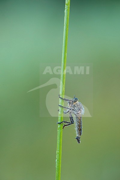 Roodbaardroofvlieg; Golden-tabbed Robberfly; stock-image by Agami/Walter Soestbergen,