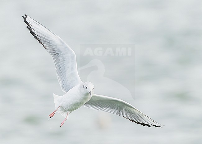 Bonaparte's gull (Chroicocephalus philadelphia) stock-image by Agami/Lennart Verheuvel,