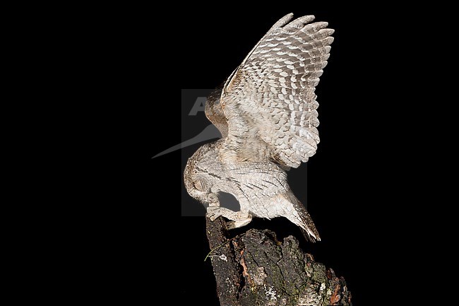 Eurasian Scops Owl (Otus scops) stock-image by Agami/Alain Ghignone,