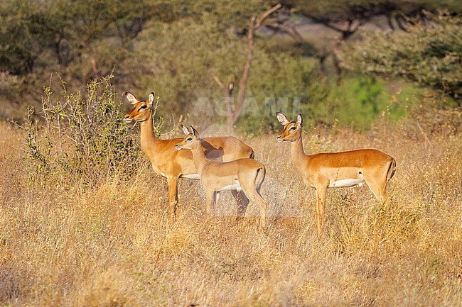 Impala, Aepyceros melampus. three females, focussing on a point in the distance. stock-image by Agami/Hans Germeraad,
