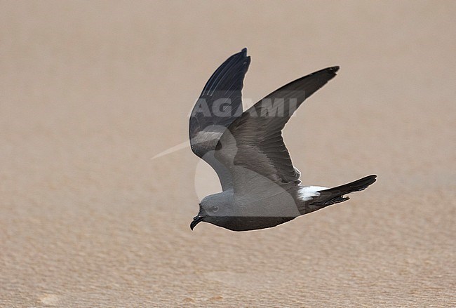 Leach's Storm Petrel (Hydrobates leucorhoa) flying over an English beach during a severe storm stock-image by Agami/Pete Morris,