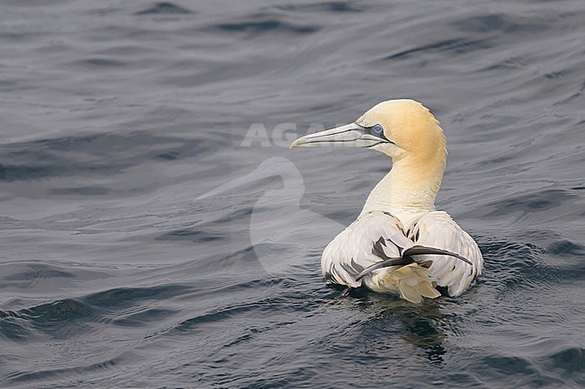 Northern gannet (Morus bassanus), immature, resting on the sea. stock-image by Agami/Sylvain Reyt,