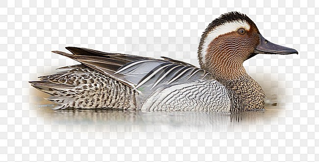 Drake Garganey, male, campania, italy (Anas querquedula) stock-image by Agami/Arie Ouwerkerk,