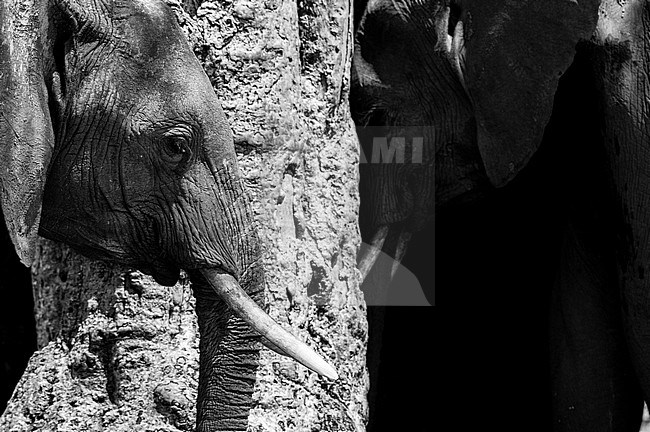 African elephants, Loxodonta africana, next to a gnarled tree trunk. Chobe National Park, Botswana. stock-image by Agami/Sergio Pitamitz,