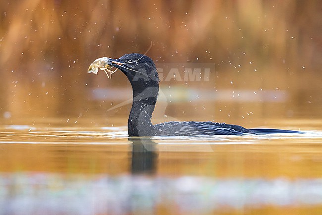 Swimming Pygmy Cormorant, Microcarbo pygmeus, on a lake in Italy. stock-image by Agami/Daniele Occhiato,