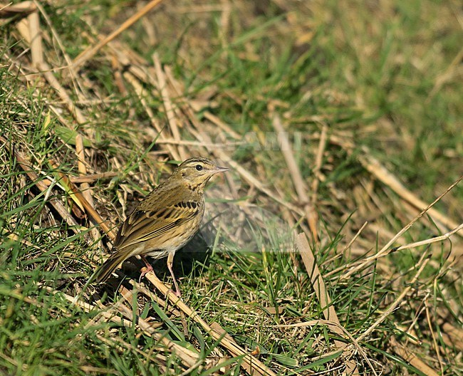 Olive-backed Pipit (Anthus hodgsoni), seen from the side, standing in the grass. Wintering in the Netherlands. stock-image by Agami/Fred Visscher,