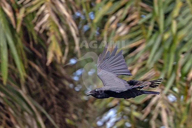 Bismarck Crow (Corvus insularis) in the Bismarck Archipelago. Harrassed by a Willie Wagtail (Rhipidura leucophrys). stock-image by Agami/Pete Morris,