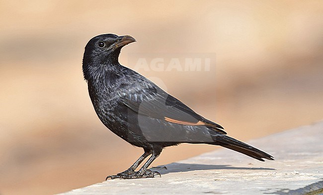 The Tristram's Starling is a common bird in the dry mountains in the Middle East. This bird came to drink at a camel drinking spot. stock-image by Agami/Eduard Sangster,