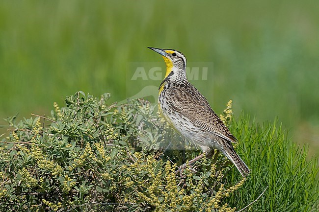 Adult breeding
Weld Co., CO
June 2023 stock-image by Agami/Brian E Small,