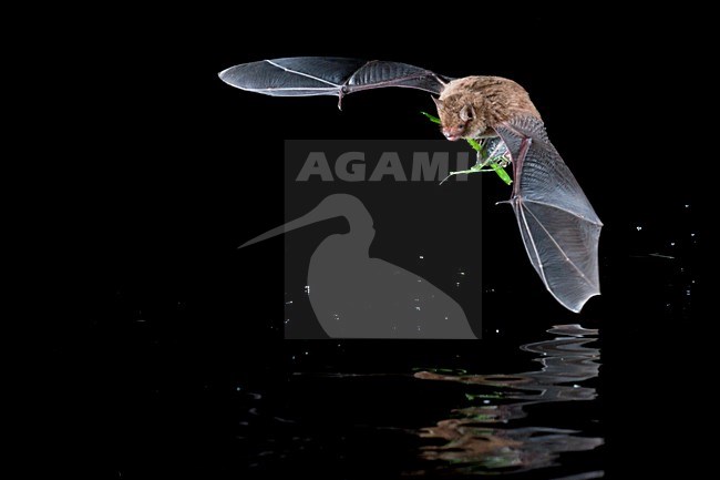 Watervleermuis jagend boven water; Daubentons bat hunting near water stock-image by Agami/Theo Douma,