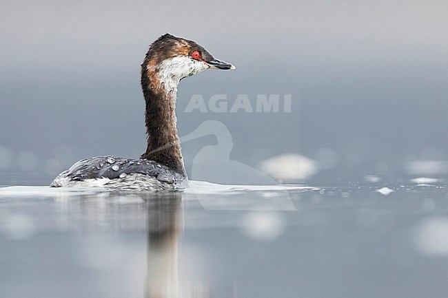 Slavonian Grebe - Ohrentaucher - Podiceps auritus ssp. auritus, Germany, adult winter plumage stock-image by Agami/Ralph Martin,
