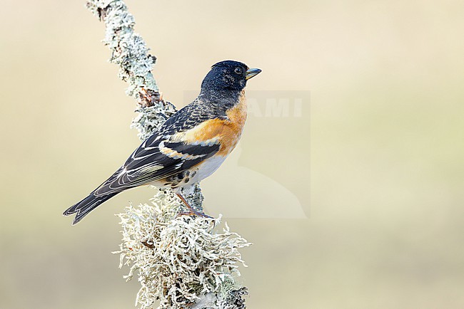 Male Brambling in adult summer plumage stock-image by Agami/Onno Wildschut,