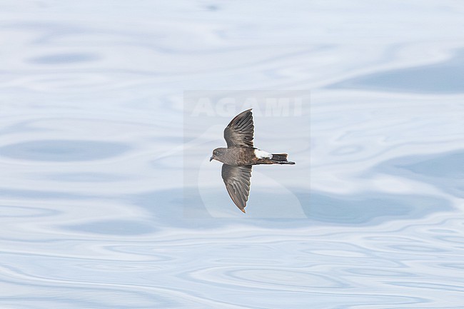  stock-image by Agami/Menno van Duijn,