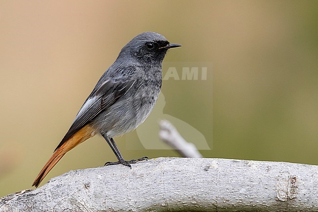 Western Black Redstart (Phoenicurus ochruros gibraltariensis), side view of an adult male perched on a branch, Campania, Italy stock-image by Agami/Saverio Gatto,