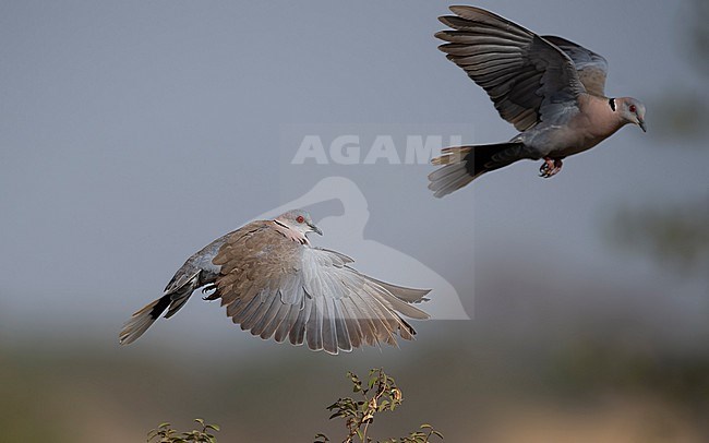 Side view of an adult Mourning Collared Dove (Streptopelia decipiens) in flight. Showing wings and tail. Gambia, Africa stock-image by Agami/Markku Rantala,