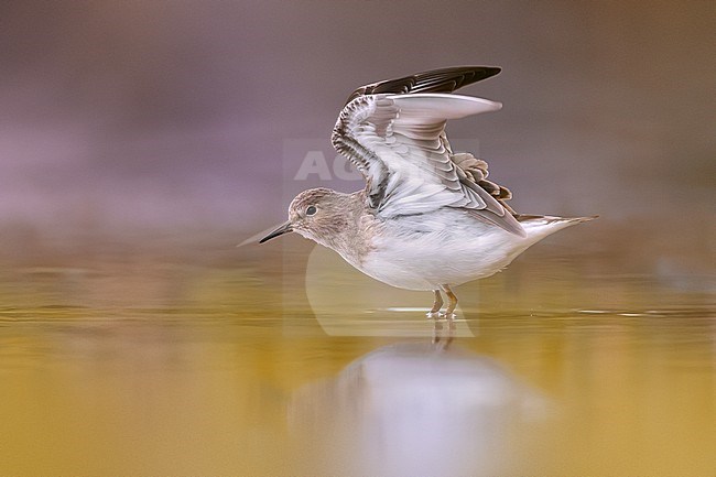 Temminck's Stint, Calidris temminckii, in Italy. stock-image by Agami/Daniele Occhiato,