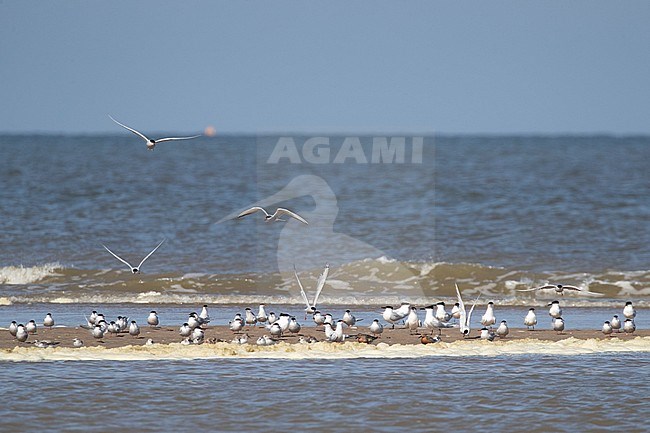 Sandwich Tern, Sanderling, Red Knot and Common Tern on exposed sandbar in the North Sea stock-image by Agami/Arnold Meijer,
