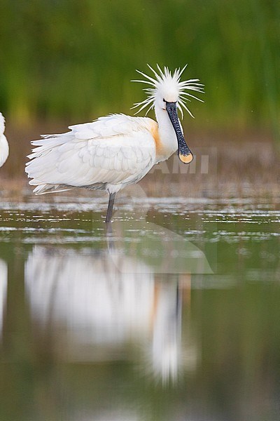 Eurasian Spoonbill (Platalea leucorodia), side view of an adult standing in the water, Campania, Italy stock-image by Agami/Saverio Gatto,