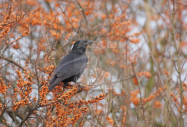 Zwarte Kraai zittend in struik met bessen; Carrion Crow perched in bush with berries stock-image by Agami/Reint Jakob Schut,