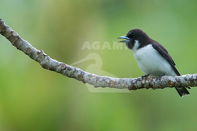Singing male Fiji Woodswallow (Artamus mentalis) on Fiji in the South Pacific Ocean. stock-image by Agami/Dubi Shapiro,
