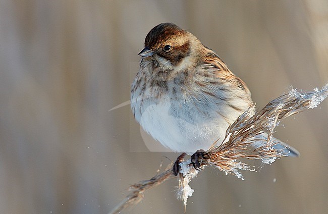 Rietgors, Reed Bunting stock-image by Agami/Markus Varesvuo,