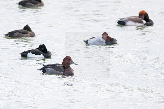 Hybrid Common Pochard x Ferruginous Duck (Aythya nyroca x A. ferina), Germany, adult male stock-image by Agami/Ralph Martin,