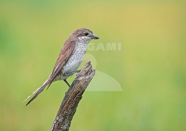 Female Red-backed Shrike (Lanius collurio) stock-image by Agami/Alain Ghignone,