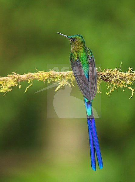 Violet-tailed Sylph (Aglaiocercus coelestis coelestis) (subspecies)  perched on a mossy branch in Quito, Ecuador, South-America. stock-image by Agami/Steve Sánchez,
