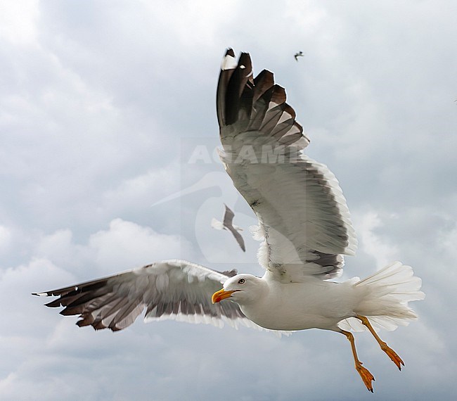 Lesser Black-backed Gull (Larus fuscus) on the Wadden island Texel, Netherlands. stock-image by Agami/Marc Guyt,