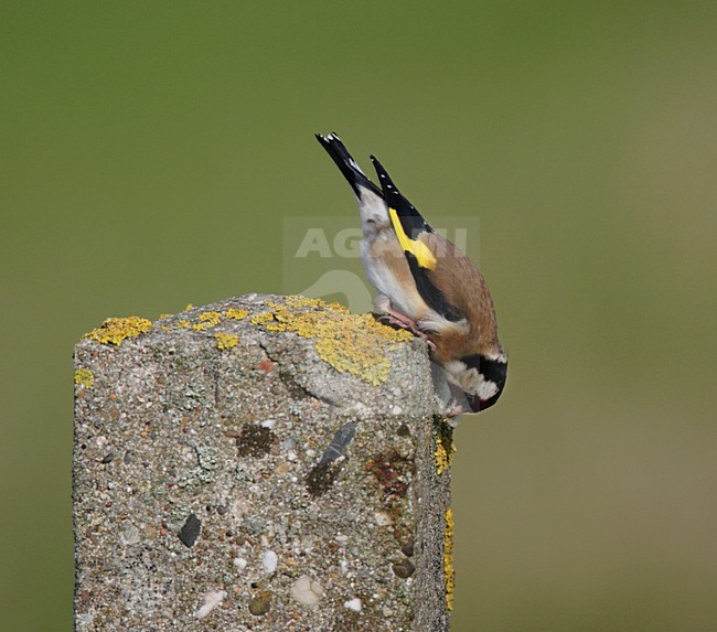 Putter op paal; European Goldfinch perched on pole stock-image by Agami/Reint Jakob Schut,