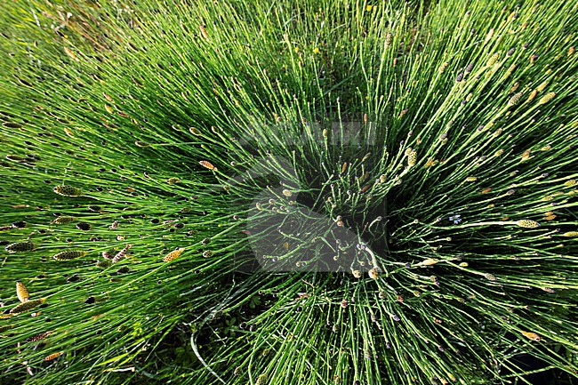 Boston Horsetail, Equisetum ramosissimum stock-image by Agami/Wil Leurs,