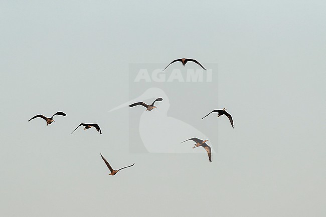 Glossy Ibis (Plegadis falcinellus) in flight at their roosting site in the Ebro delta in Spain. At dusk when they fly to going to sleep. stock-image by Agami/Marc Guyt,
