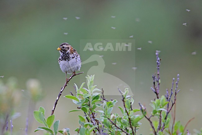 IJsgors; Lapland Longspur stock-image by Agami/Markus Varesvuo,