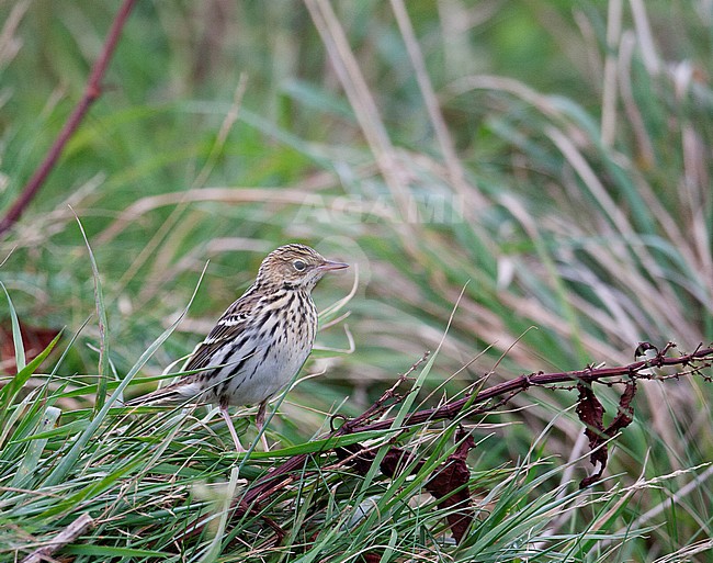 First-winter Pechora Pipit (Anthus gustavi) during autumn migration on the Shetlands islands, Scotland. stock-image by Agami/Hugh Harrop,
