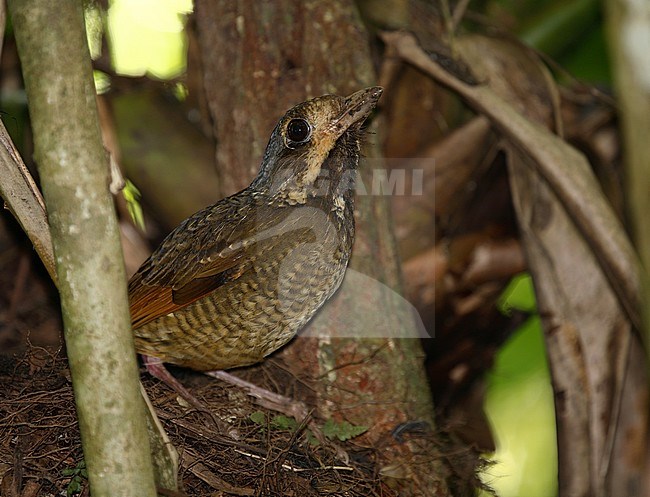 Variegated Antpitta (Grallaria varia) standing erect and alert in understory of preffered habitat. stock-image by Agami/Andy & Gill Swash ,