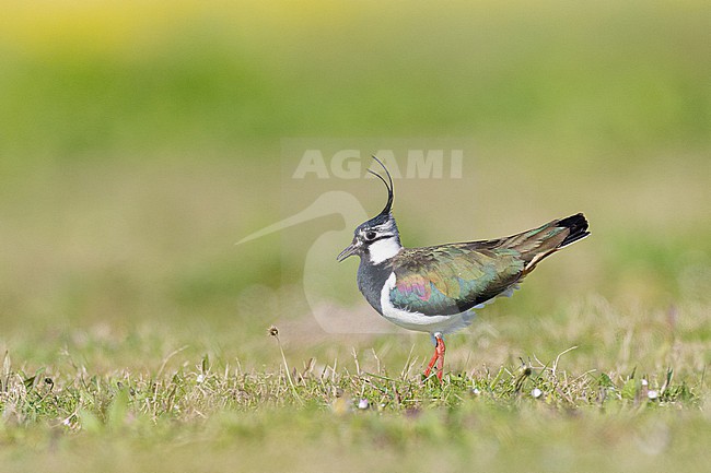  stock-image by Agami/Menno van Duijn,