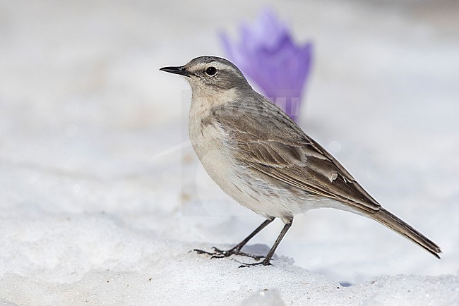 Water Pipit (Anthus spinoletta), side view of an adult standing on the snow, Abruzzo, Italy stock-image by Agami/Saverio Gatto,